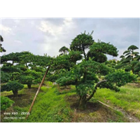 宁波罗汉松盆景