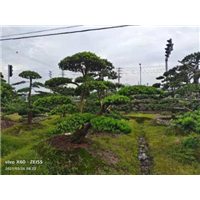宁波罗汉松