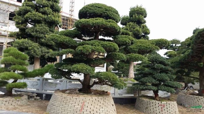 浙江罗汉松盆景%浙江造型罗汉松种植基地 