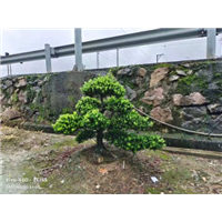 浙江雀舌罗汉松盆景