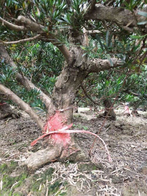 雀舌罗汉松