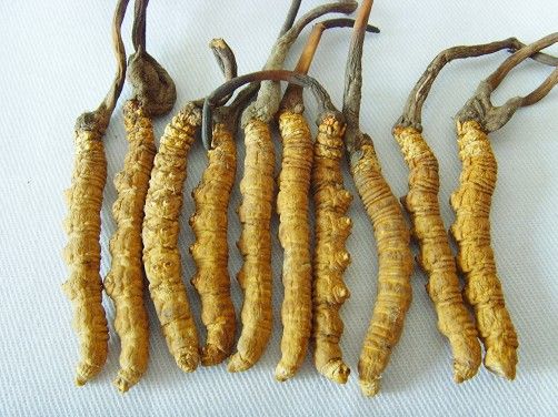 昆明嵩明县冬虫夏草回收 