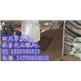 四川草炭土基地常年生产供应优质草炭土 
