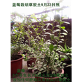 四川草炭土公司蓝莓 