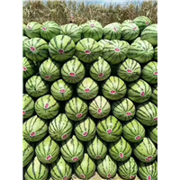 新疆哈密西瓜代收电话