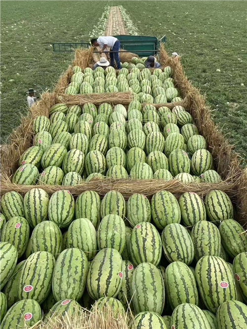新疆代办西瓜哪家汁多