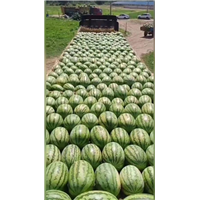 新疆代收西瓜哪家果肉好吃