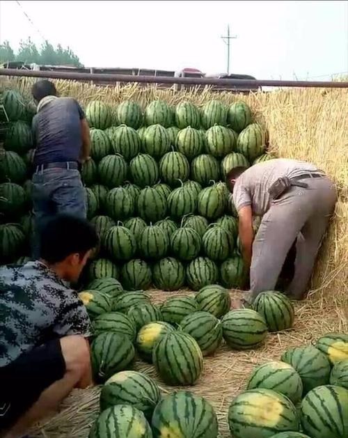 新疆昌吉西瓜代收电话多少