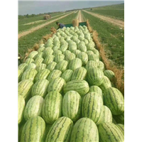 新疆昌吉附近西瓜代办电话