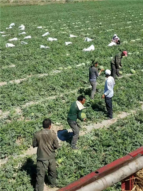 新疆昌吉西瓜供销社电话联系方式
