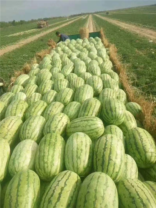 新疆昌吉附近西瓜代办电话