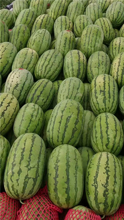 新疆哈密代办西瓜电话