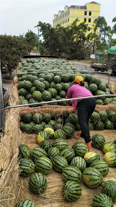 新疆吐鲁番西瓜代办电话