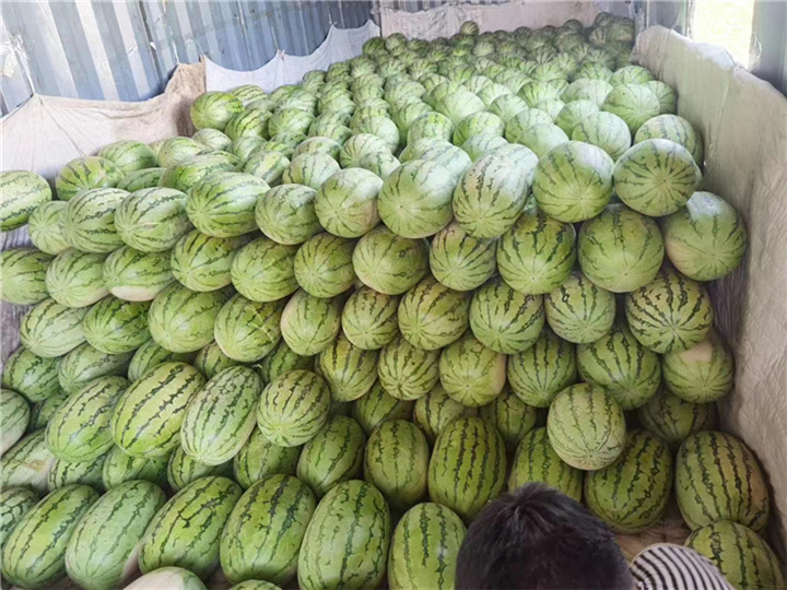 新疆代收西瓜电话联系方式求推荐
