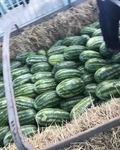 新疆代收西瓜哪家口感好