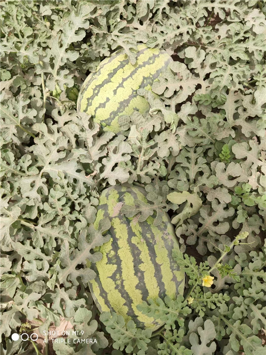 新疆哈密西瓜代办电话