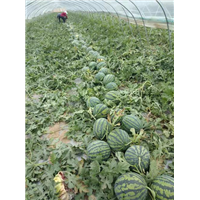 新疆哈密代收西瓜电话