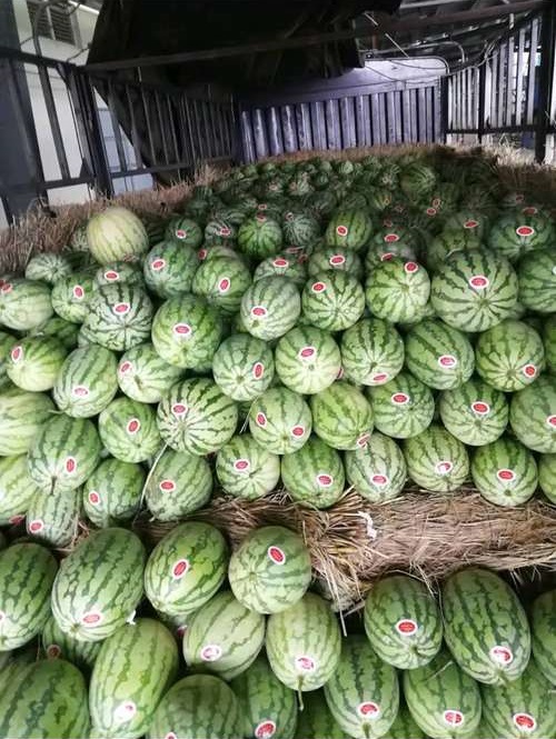 新疆昌吉西瓜代办价格咨询