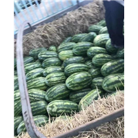 新疆代收西瓜哪家口感好