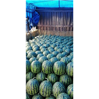 新疆昌吉西瓜代办电话