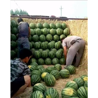 新疆昌吉西瓜代收电话多少