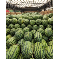 新疆昌吉周边西瓜代办电话