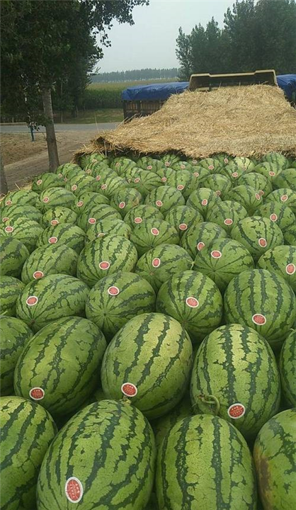 新疆代办西瓜价格多少钱