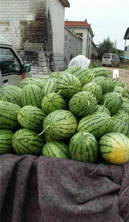 新疆代收西瓜价格多少