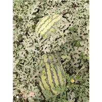 新疆代办西瓜合作商家在哪