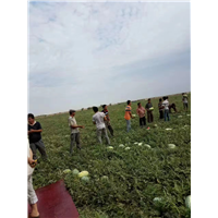 新疆代办西瓜电话多少