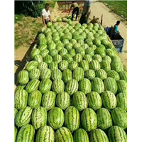 新疆昌吉西瓜代收电话