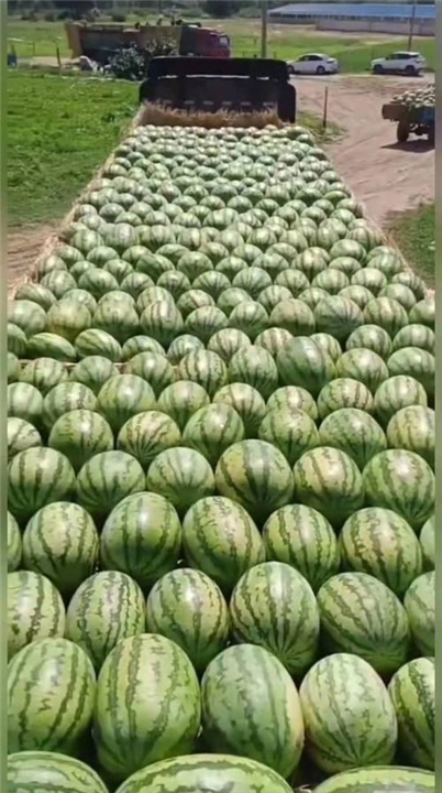 新疆代收西瓜哪家果肉好吃
