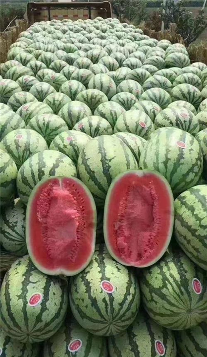 新疆代办西瓜哪家汁多