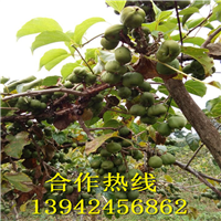 2016-软枣苗 出售软枣苗 软枣苗价格 