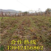 2016-软枣苗 出售软枣苗 软枣苗价格 