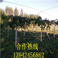 【软枣苗 出售2016年软枣苗 价格】？ 