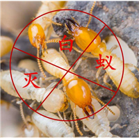 湖州灭老鼠湖州长兴灭鼠公司 