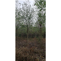 四川广玉兰基地 