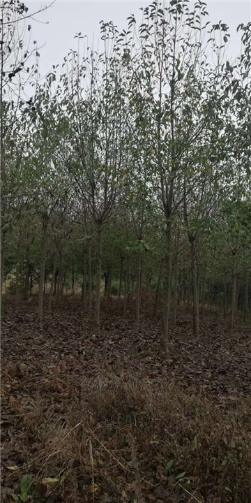 十堰广玉兰苗木 