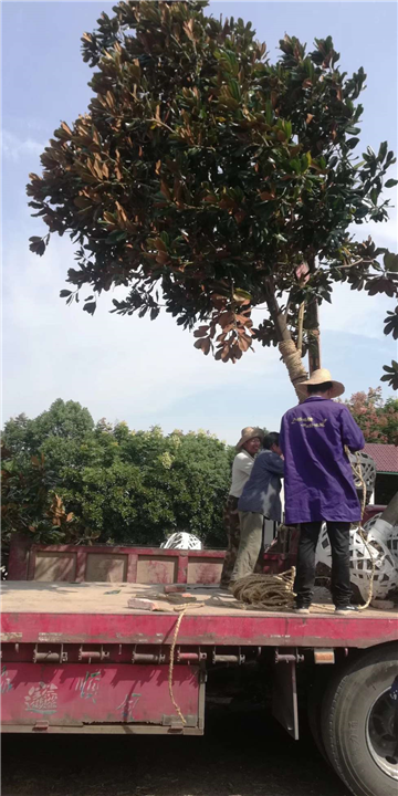 安徽广玉兰基地 