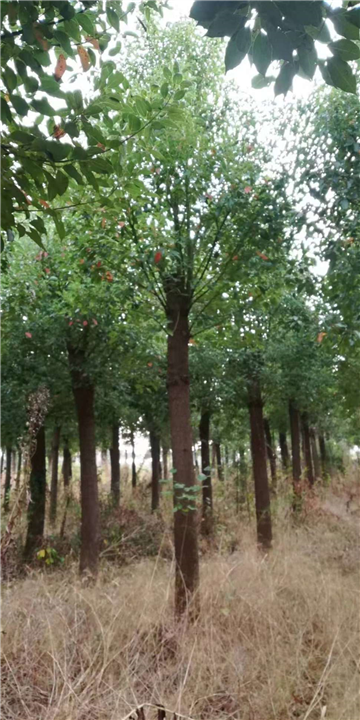 浙江20公分香樟 