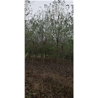 十堰广玉兰苗木 