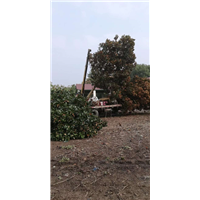 江苏广玉兰多少钱 