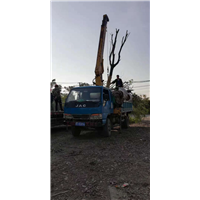 30公分骨架香樟销售 