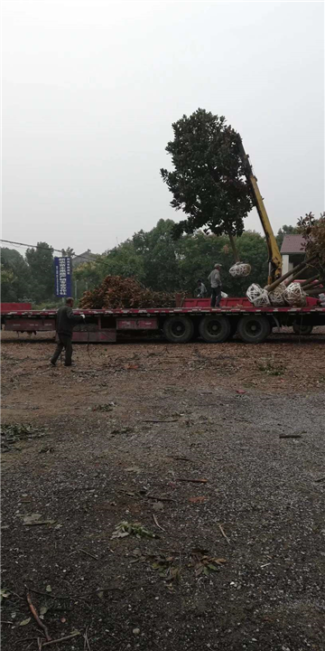 重庆广玉兰销售 
