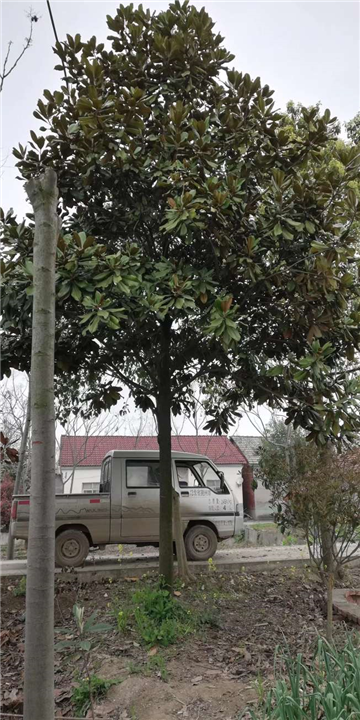 河北广玉兰出售 