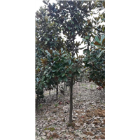 贵州广玉兰批发 