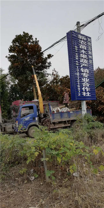 甘肃广玉兰出售 