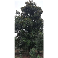 上海广玉兰基地 