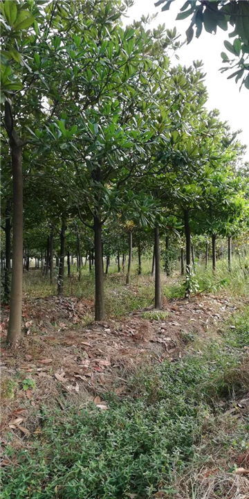 咸宁广玉兰基地 